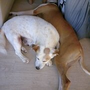 Home Owner wanting sitter in Brisbane , Queensland