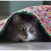 Home Owner wanting sitter in Newcastle, New South Wales