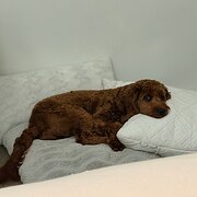 Home Owner wanting sitter in Brisbane, Queensland