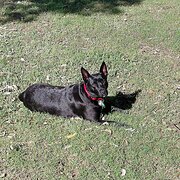 House Sitter - Farmer,Grazier,retired from the bush