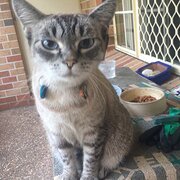 Home Owner wanting sitter in Caloundra , Queensland