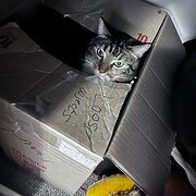 Home Owner wanting sitter in Melbourne, Victoria