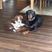 Home Owner wanting sitter in Hobart, Tasmania