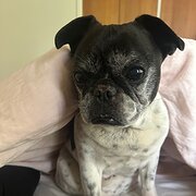 Home Owner wanting sitter in melbourne, Victoria