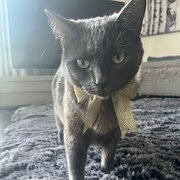 Home Owner wanting sitter in , New South Wales