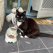 Home Owner wanting sitter in Hobart, Tasmania