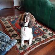 Home Owner wanting sitter in Fremantle , Western Australia