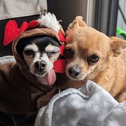 Home Owner wanting sitter in , Australian Capital Territory