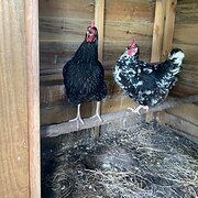 Home Owner wanting sitter in Maroochydore, Queensland