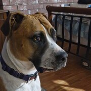 Home Owner wanting sitter in Brisbane, Queensland