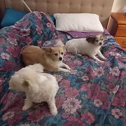 Home Owner wanting sitter in Sunshine Coast, Queensland