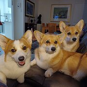 Home Owner wanting sitter in Ipswich, Queensland