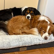 Home Owner wanting sitter in , Victoria