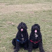 Home Owner wanting sitter in Sydney, New South Wales