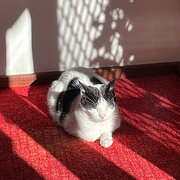 Home Owner wanting sitter in Perth, Western Australia