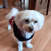 Home Owner wanting sitter in , Victoria