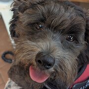 Home Owner wanting sitter in Robina, Broadbeach, Queensland