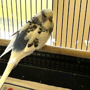 Home Owner wanting sitter in Perth, Western Australia