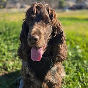 Home Owner wanting sitter in , Victoria