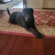 Home Owner wanting sitter in Cranbourne or Frankston, Victoria