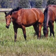 Home Owner wanting sitter in , Victoria