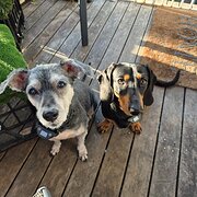 Home Owner wanting sitter in Townsville , Queensland