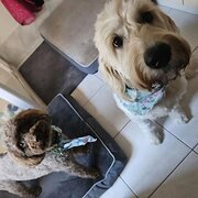 Home Owner wanting sitter in , Victoria