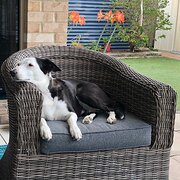 Home Owner wanting sitter in Brisbane, Queensland