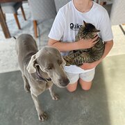 Home Owner wanting sitter in Brisbane , Queensland