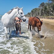 Home Owner wanting sitter in MARYBOROUGH, Queensland