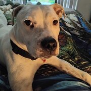 Home Owner wanting sitter in , Queensland