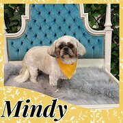 Home Owner wanting sitter in Caboolture, Queensland