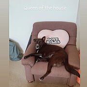 Home Owner wanting sitter in southport, Queensland