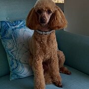 Home Owner wanting sitter in Adelaide , South Australia