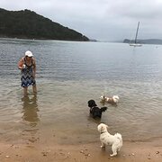 House Sitter - Mature lady, loves senior pets