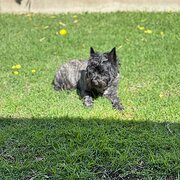 Home Owner wanting sitter in Adelaide , South Australia