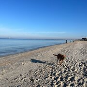 Home Owner wanting sitter in Melbourne, Victoria