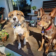 Home Owner wanting sitter in Maroochydore , Queensland