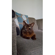 Home Owner wanting sitter in Colac to the west, Geelong to the east, Victoria