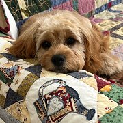 Home Owner wanting sitter in Melbourne, Victoria