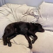 Home Owner wanting sitter in Brisbane, Queensland