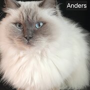 House Sitter - House & Property Minder, Animal Carer