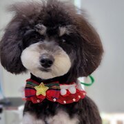 Home Owner wanting sitter in Gold Coast, Queensland