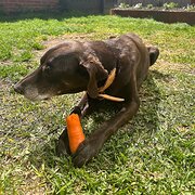 Home Owner wanting sitter in Melbourne, Victoria