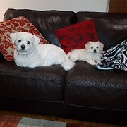 Home Owner wanting sitter in , South Australia