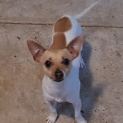 Home Owner wanting sitter in Adelaide, South Australia