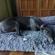 Home Owner wanting sitter in Katoomba 20 mins. Penrith 30 mins, New South Wales