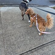 Home Owner wanting sitter in , Western Australia