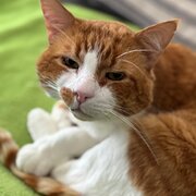 Home Owner wanting sitter in Melbourne, Victoria