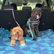 Home Owner wanting sitter in Brisbane , Queensland